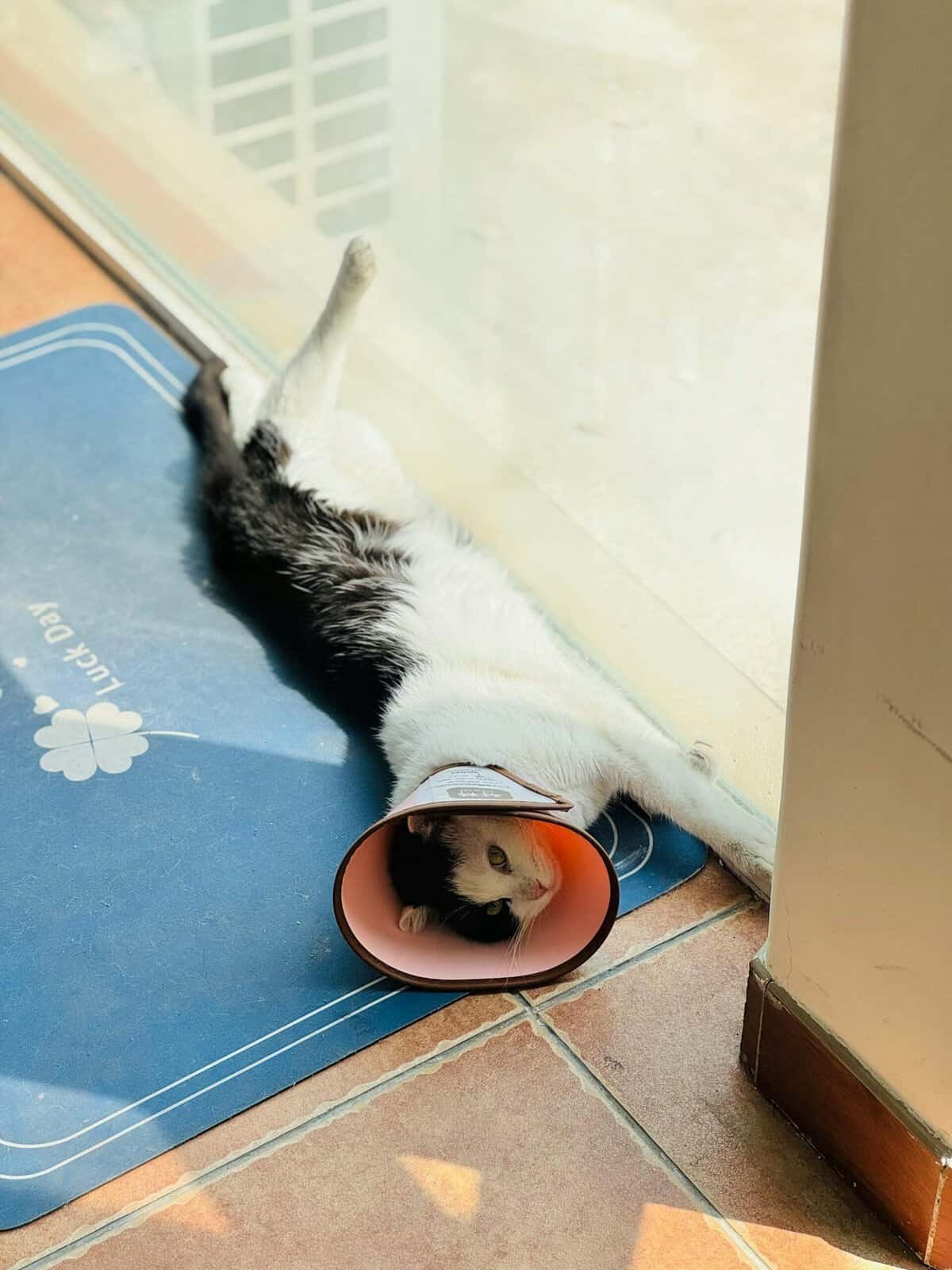 What Are The Best Practices For Cleaning And Maintaining Basketballs? What Are The Best Practices For Cleaning And Maintaining Basketballs?